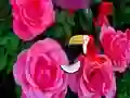Hra Precious Rose Escape