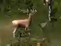 Hra Sniper Hunting Deadly Animal