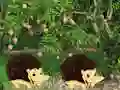 Hra Escape From Mango Farm