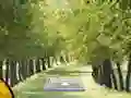 Hra Pair of Cat Escape