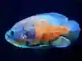 Hra Tiger Fish Jigsaw