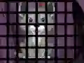 Hra Trapped Wolf Rescue