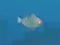 Hra Fish Companions