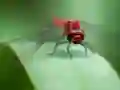 Hra Dragon Fly Jigsaw