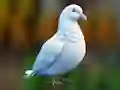Hra Realistic Pigeon Rescue