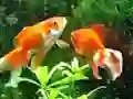 Hra Blue Fish Escape