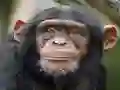 Hra Chimpanzee Jigsaw