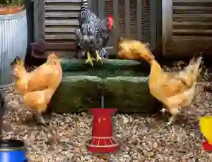 Hra Poultry Farm Easter Escape