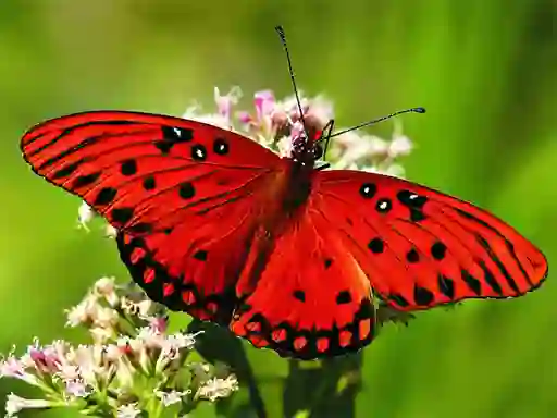 Hra Nature Jigsaw Puzzle Butterfly