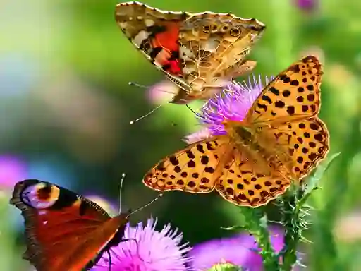 Hra Butterfly Slide