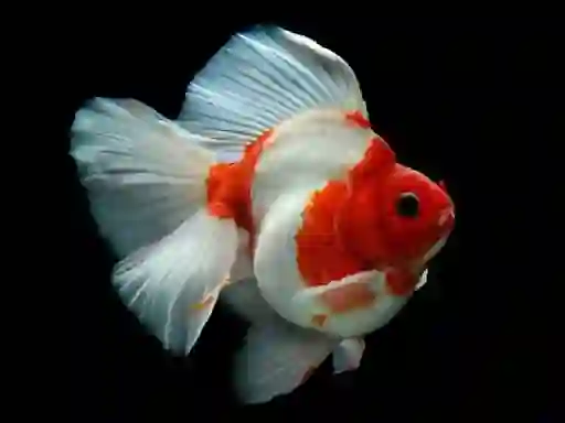 Hra Gold Fish Jigsaw Puzzle