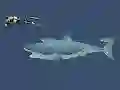 Hra Mad Shark