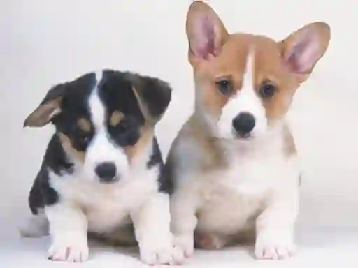 Hra Cute Puppies Puzzle