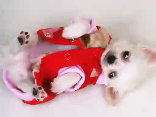 Hra Lovely Puppy Slide