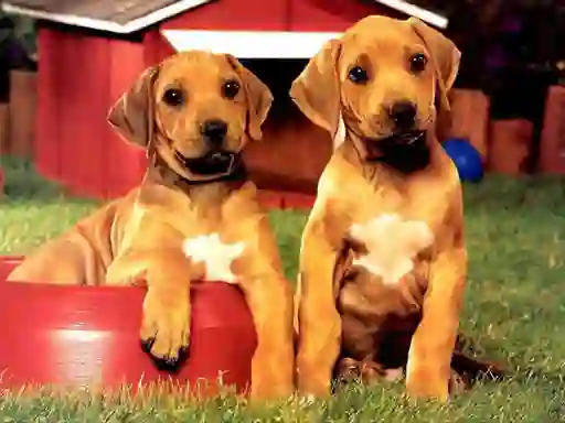 Hra Puppy Pairs Puzzle
