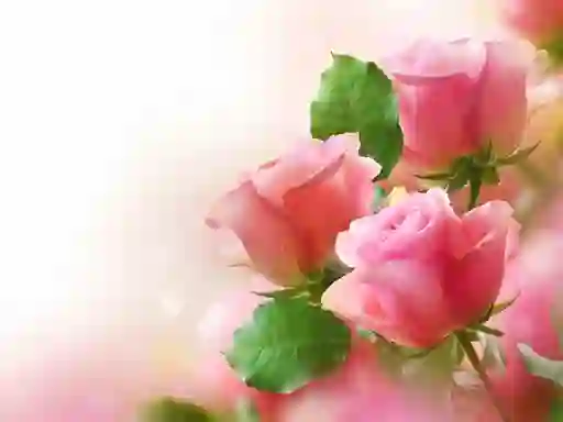 Hra Pink Roses