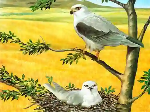 Hra Birds Of Prey Puzzle