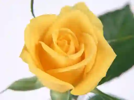 Hra Yellow Roses