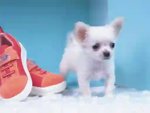 Hra Lovely Puppy Puzzle