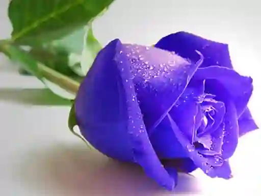 Hra Blue Roses