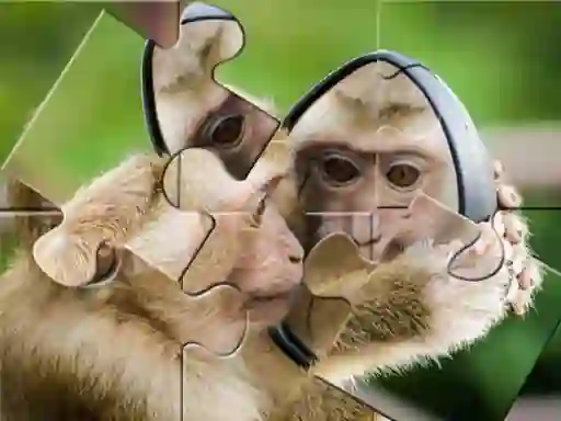 Hra Chimpanzee Jigsaw