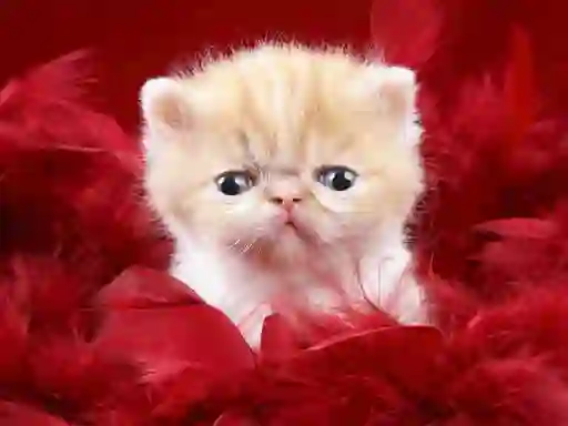 Hra Funny Kitty