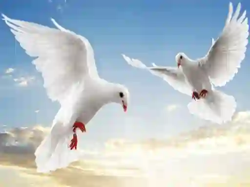 Hra Flying Birds