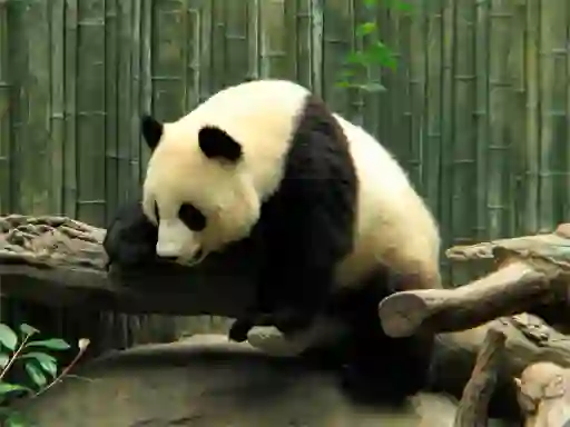 Hra Pandas Puzzle