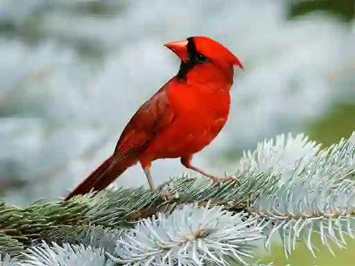 Hra Birds Puzzle