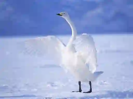 Hra Graceful Swans