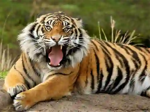 Hra Animals Jigsaw Puzzle Tiger