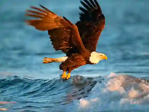 Hra Animals Jigsaw Puzzle Eagle
