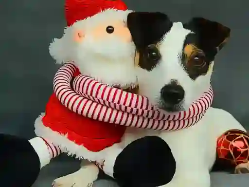 Hra Funny Christmas Dogs