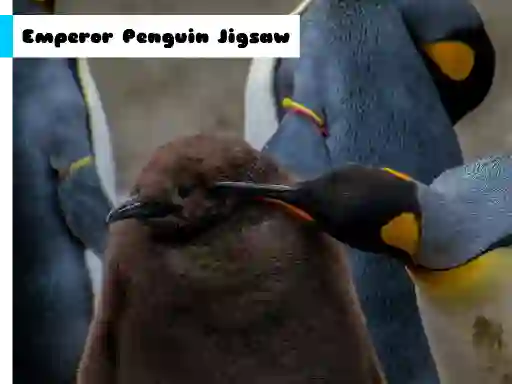 Hra Emperor Penguin Jigsaw