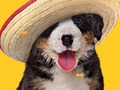 Hra Funny Dog: Hidden Bones 