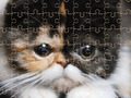 Hra Exotické kočky Jigsaw Puzzle 