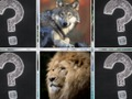Hra Memory Match Jungle Zvířata 