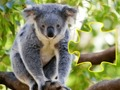 Hra Jigsaw Jam Animal