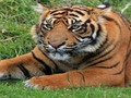 Hra Zoo Trivia