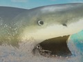 Hra La Shark