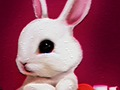 Hra Zpátky do školy: Králík omalovánky 