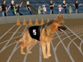 Hra Crazy Dog Racing Fever