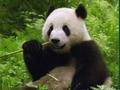 Hra Pandas Puzzle