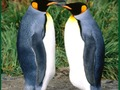 Hra Penguin puzzle