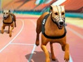 Hra Crazy Dog Racing Fever 