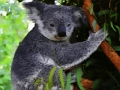 Hra Roztomilé dítě medvěd koala 