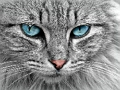 Hra Skládačka Cat Eye 