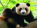 Hra Roztomilé dítě panda 