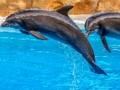 Hra Skládačka Sea Dolphin 
