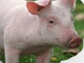 Hra Škrábnutí a hádejte zvířata
